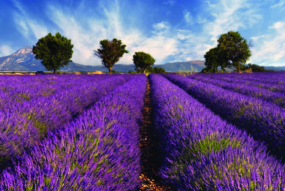Violet Lavender Fields in Provence, France - Places To See In Your Lifetime